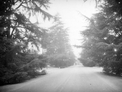 Christmas Tree Lane in Altadena