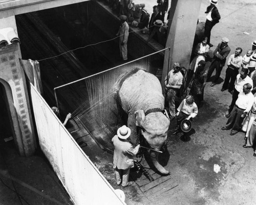 Elephant in car wash