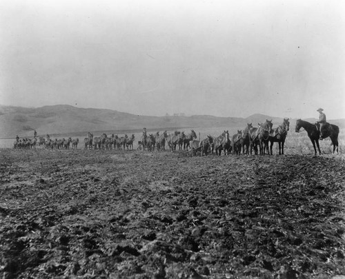 Horse teams plowing