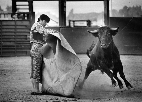 Just another day at the bullfights--in Pico Rivera