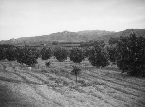 Oranges near Piru