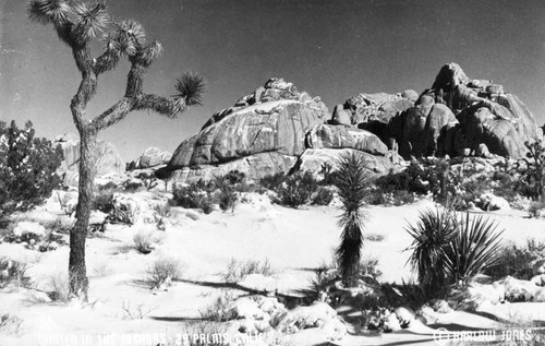 Joshua trees in the winter