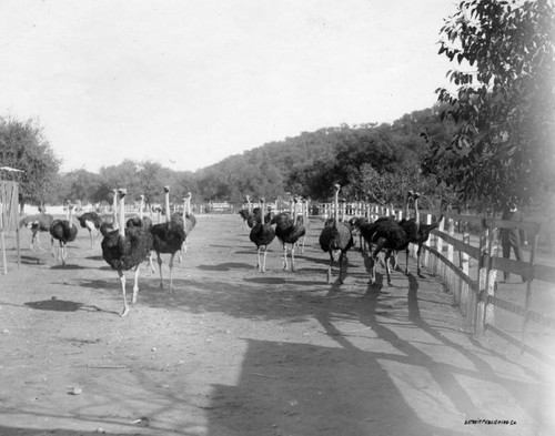 Ostriches in a pasture