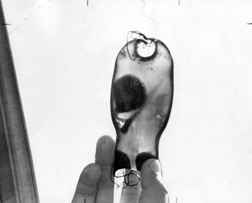 Clearnose shark capsule with embryo