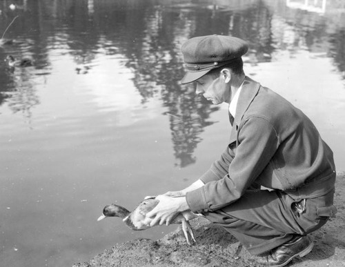 Duck at MacArthur Park