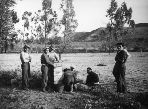 Standing by olive crates