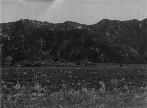 Altadena poppy fields, Mount Lowe