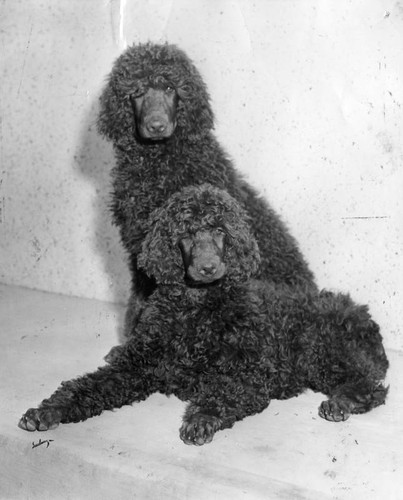 Poodle puppies in show