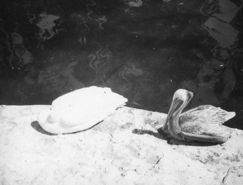 San Diego Zoo pelicans