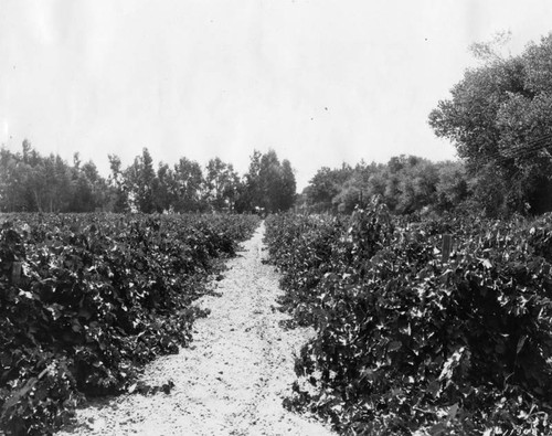 San Joaquin Valley vineyard