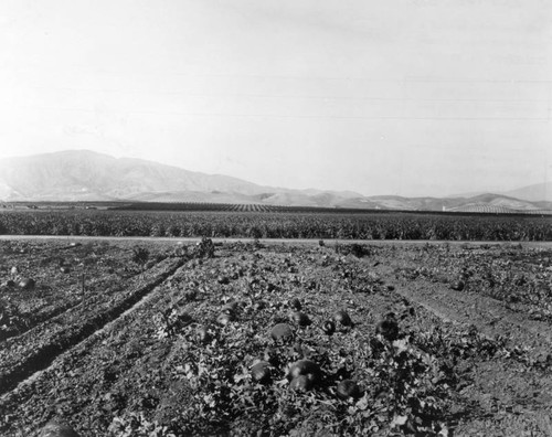 Agriculture in the San Fernando Valley