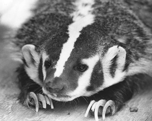 Portrait of a badger