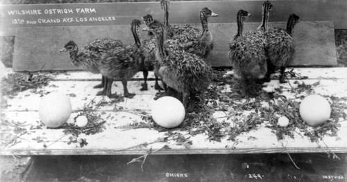 Ostrich chicks with eggs