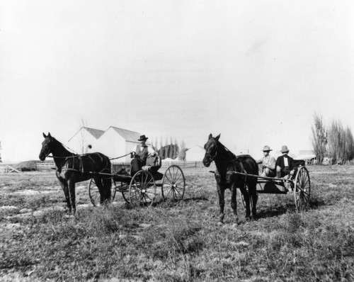 Two horse drawn buggies in a field