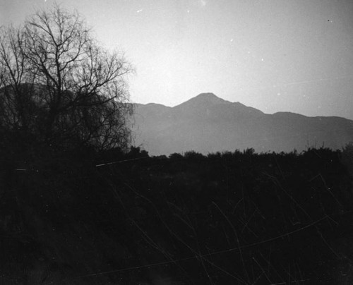 Orange grove and mountains