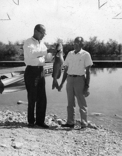 Huge Havasu catfish