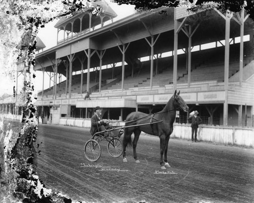 Harness racehorse