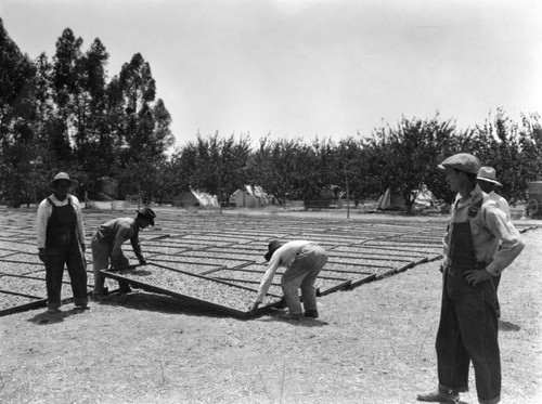 Drying apricots