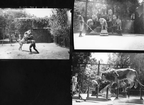 Lions performing in the zoo