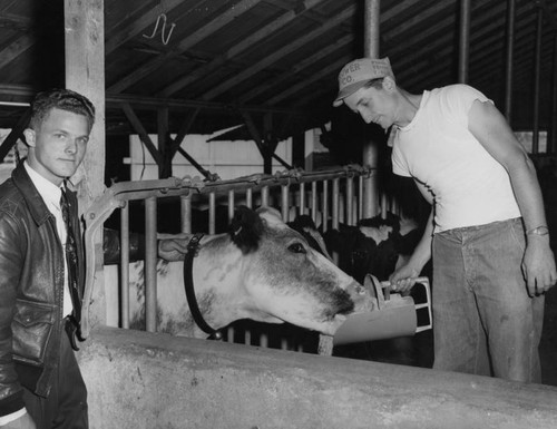 Cow in milking center