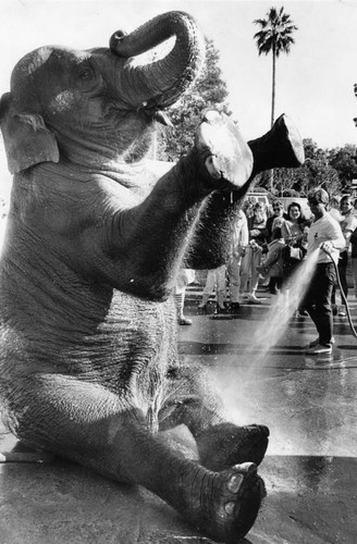 Trainer washing elephant at an Eagle Rock car wash