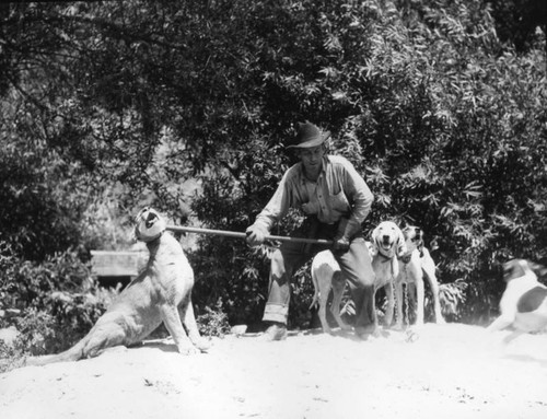 Captured wildcat