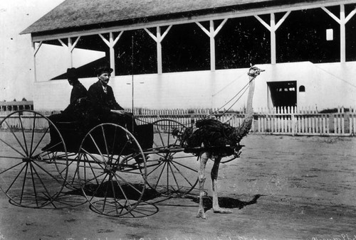 First trained ostrich