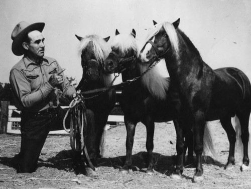 Ponies stand head-to-head with trainer