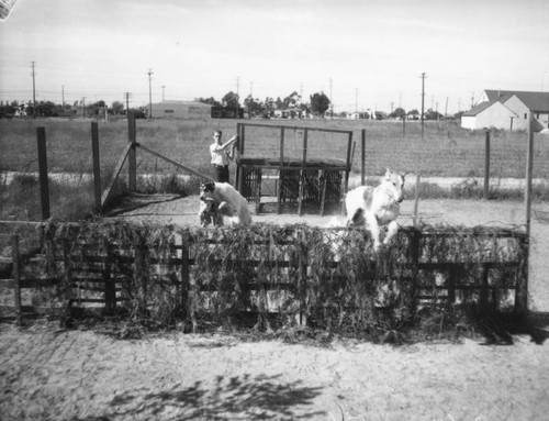 Training Borzoi dogs, view 9