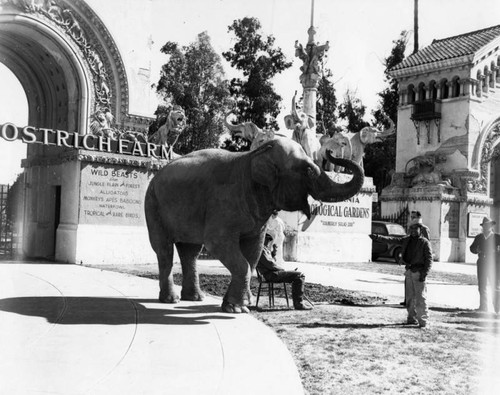 Elephant at zoo entrance