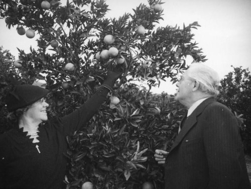 Theodore and Marie Wisloh pick oranges near Piru