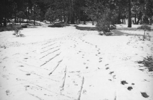 Big Pines Recreation Camp, triangular tracks in the snow