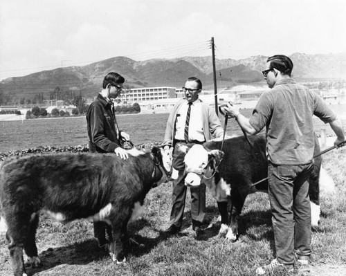 Young men with cattle