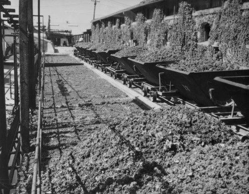 Wine train at Gausti vineyard