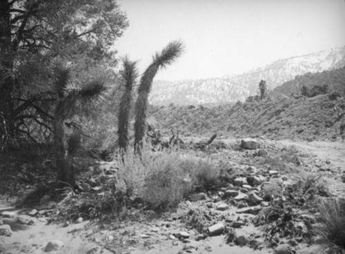 Joshua and oak trees, Mojave Desert