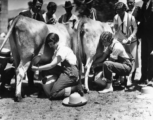 Cow milking competition