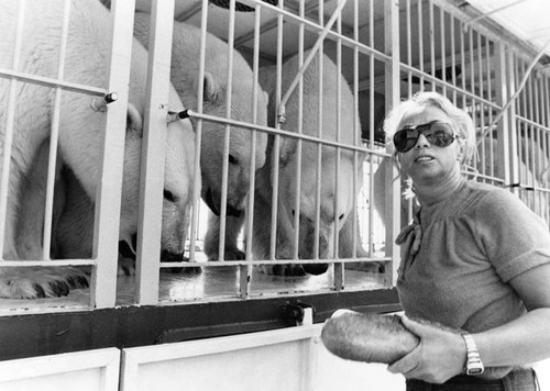 Feeding circus polar bears