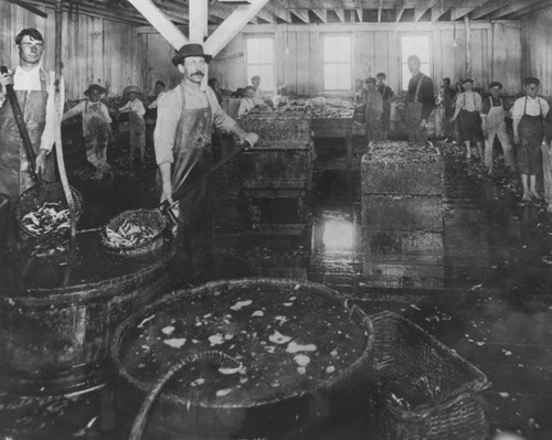 Cannery workers with fish