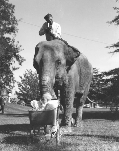 Elephant pushing baby buggy