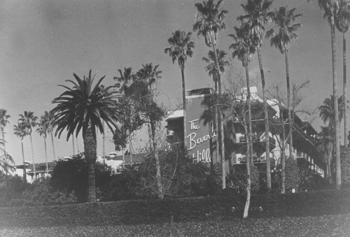 Palm trees, Beverly Hills Hotel