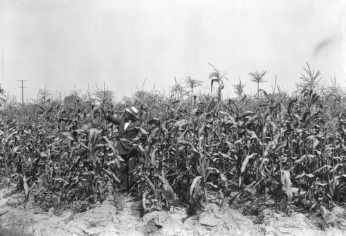 Cornfield