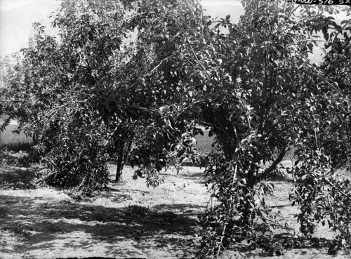 Apricot orchard