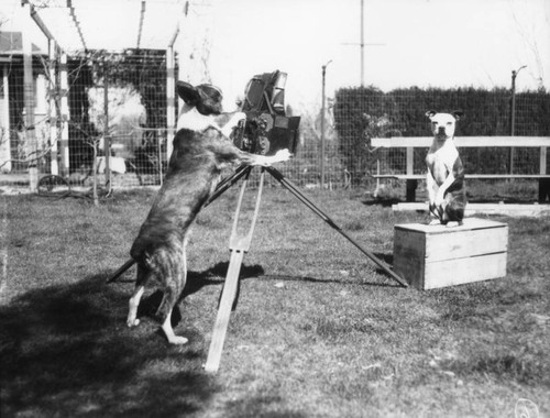 Renfro and his trained dogs, view 2