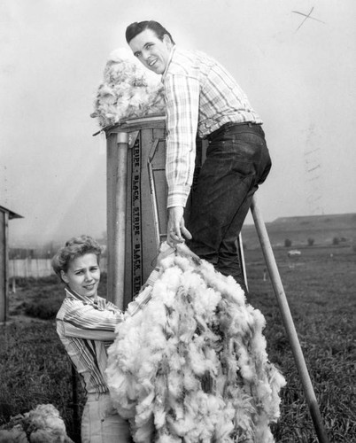 Sheep shorn at Pierce College workshop