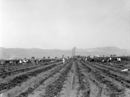 Harvesting carrots