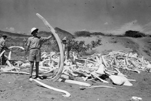 Whale bones