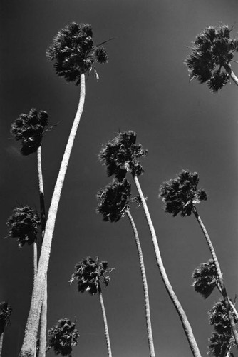 Palm trees in Palisades Park, Santa Monica