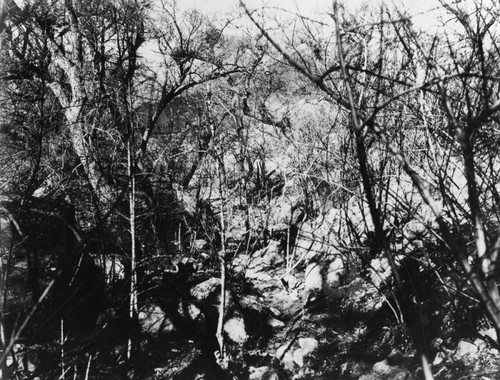 Santa Monica Mountains fire damage