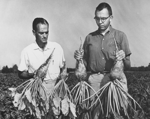 Men with root vegetables