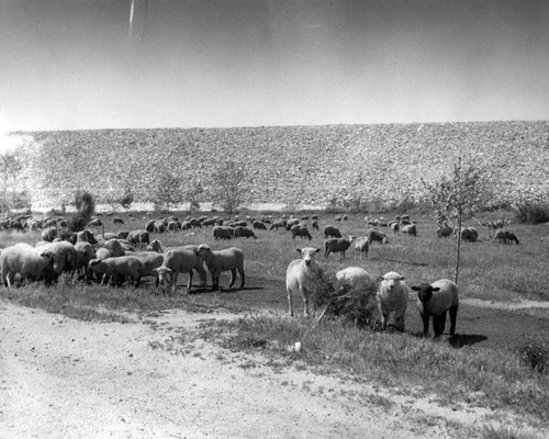 Sheep graze in disappearing Valley scene